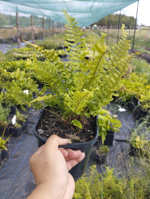 Narecznica grzebieniasta 'Cristata THE KING' (W)