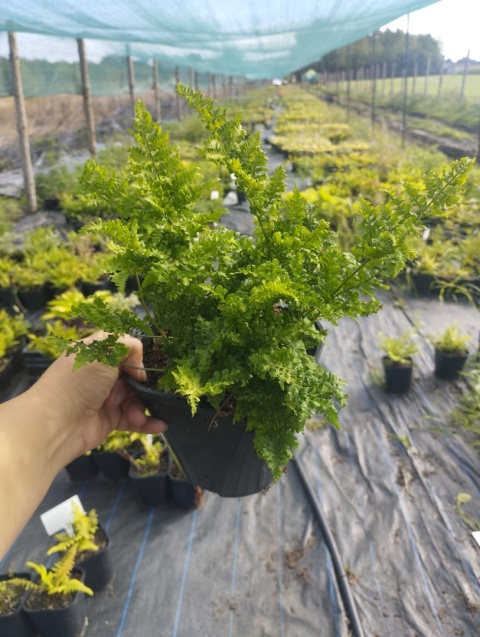 Narecznica szerokolistna 'Crispa Whiteside' (L)