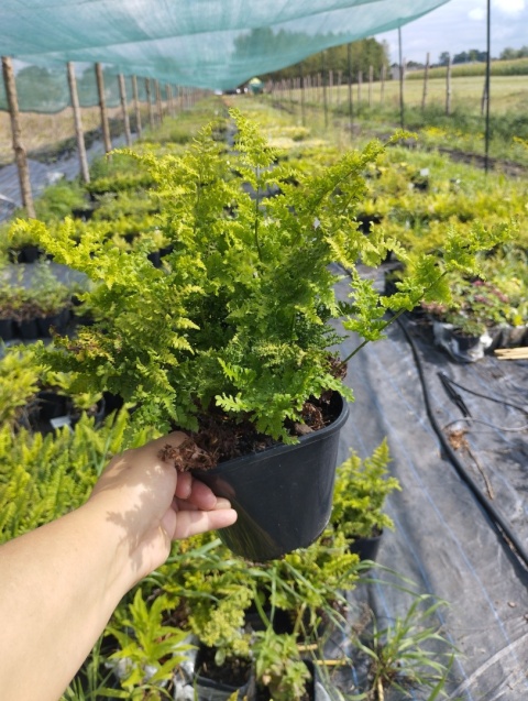 Narecznica szerokolistna 'Crispa Whiteside' (W)