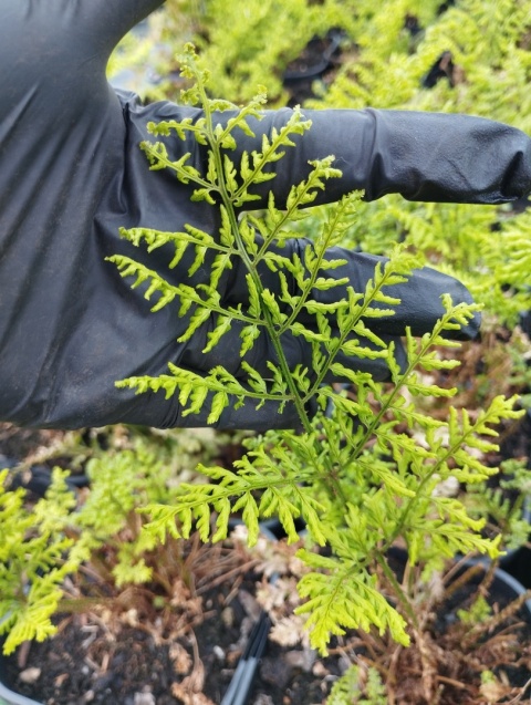 Narecznica szerokolistna 'Lepidota Cristata' (L)