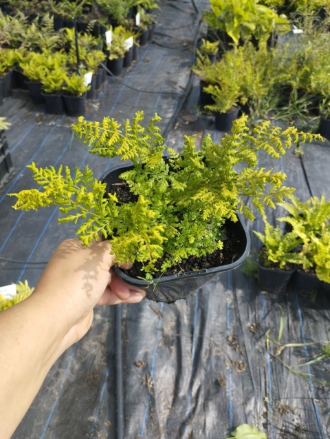 Narecznica szerokolistna 'Lepidota Cristata' (L)