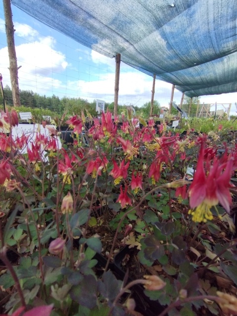 Orlik- kanadyjski- Aquilegia canadensis 'Little Lanterns' (L)
