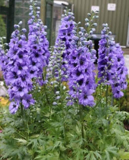 Ostróżka- Delphinium 'Delhpi's Evening Light' ® (GK)