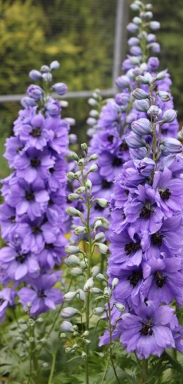 Ostróżka- Delphinium 'Delhpi's Evening Light' ® (L)