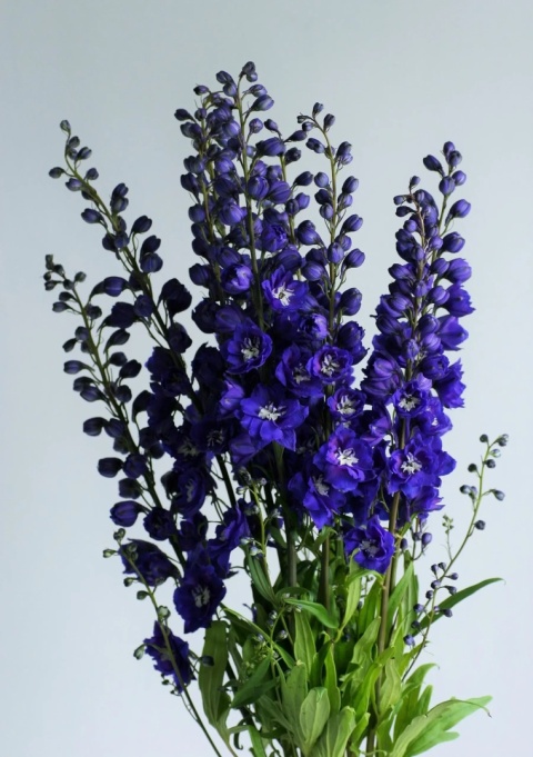 Ostróżka- Delphinium 'Delphi's Emerald' ® (L)