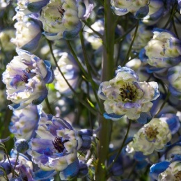 Ostróżka- Delphinium 'La Boheme' (GK)