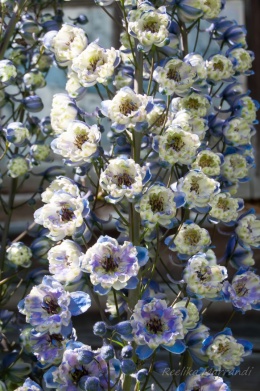 Ostróżka- Delphinium 'La Boheme' (L)