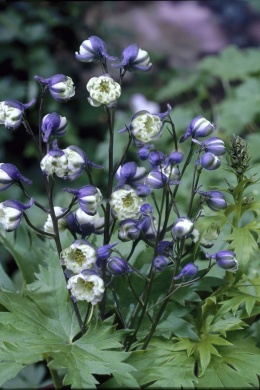 Ostróżka- Delphinium 'La Boheme' (L)