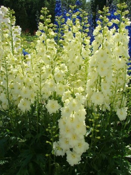 Ostróżka- Delphinium 'Sungleam' (GK)