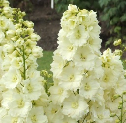 Ostróżka- Delphinium 'Sungleam' (L)