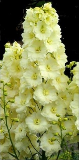 Ostróżka- Delphinium 'Sungleam' (L)