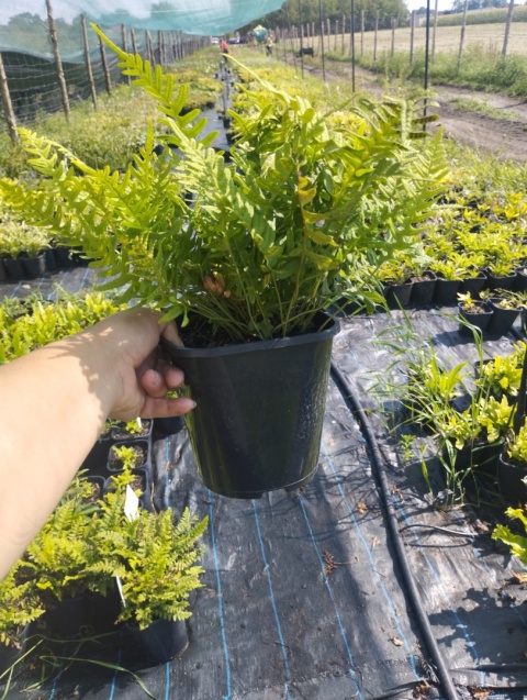 Paprotka zwyczajna- Polypodium vulgare (L)