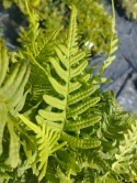 Paprotka zwyczajna- Polypodium vulgare (L)