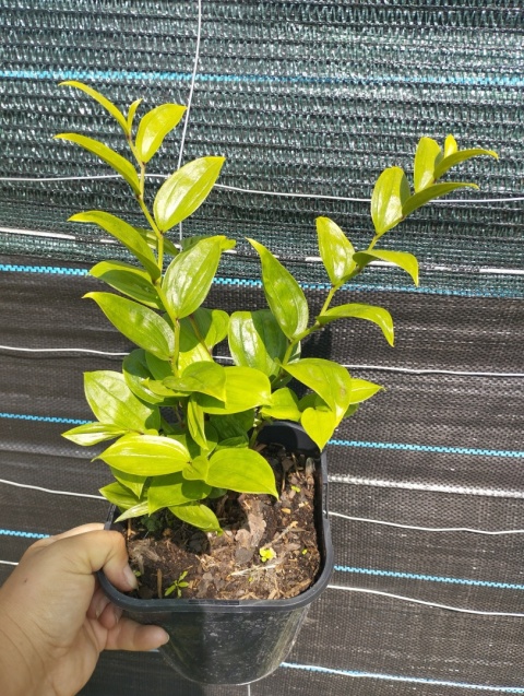 Parnik Bodiniera- Disporum bodinerii (GK)