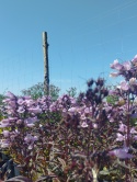 Penstemon 'Dakota Burgundy' (L)