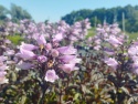 Penstemon 'Dakota Burgundy' (L)