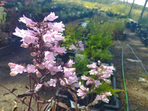 Penstemon 'Dakota Burgundy' (W)