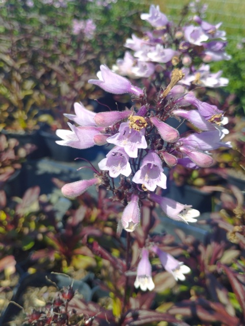 Penstemon 'Dakota Burgundy' (W)