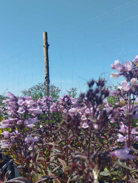 Penstemon 'Dakota Burgundy' (W)