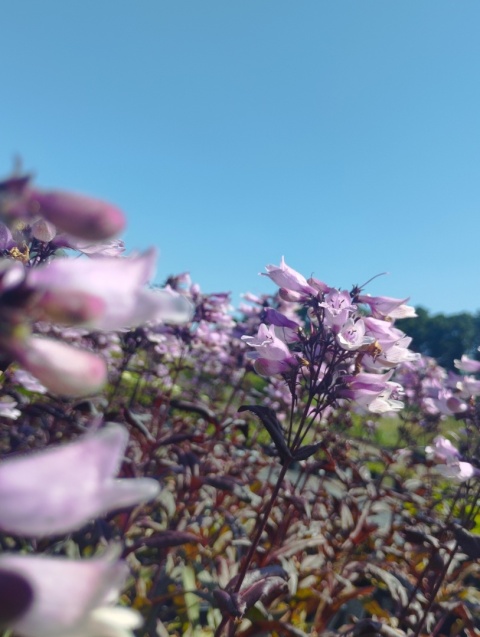 Penstemon 'Dakota Burgundy' (W)