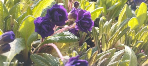 Pierwiosnek- Primula 'Strong Beer' (L)