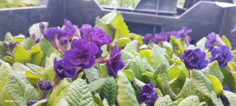 Pierwiosnek- Primula 'Strong Beer' (L)