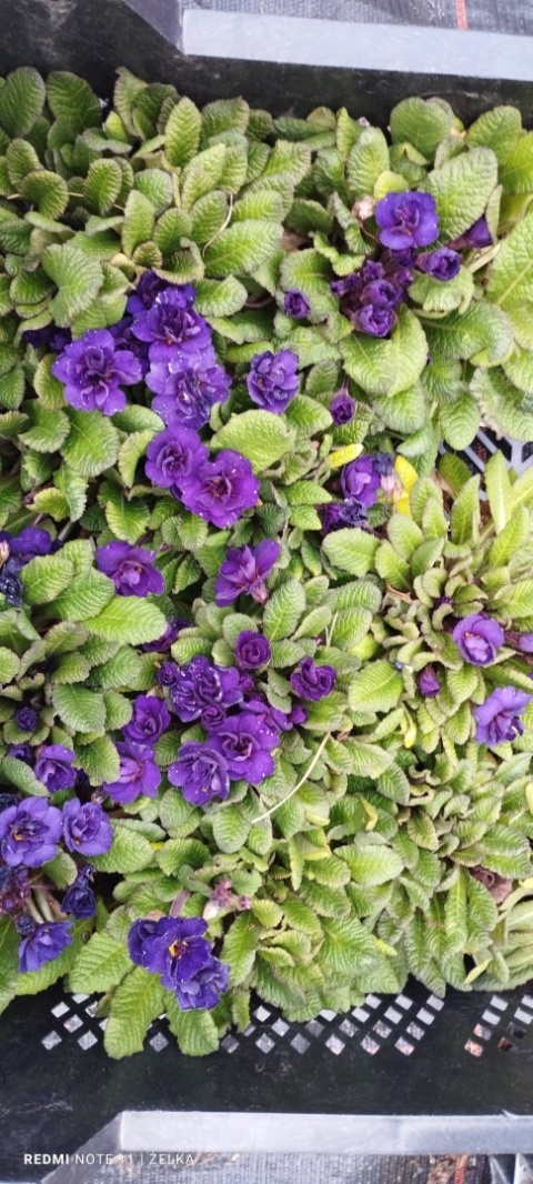 Pierwiosnek- Primula 'Strong Beer' (L)