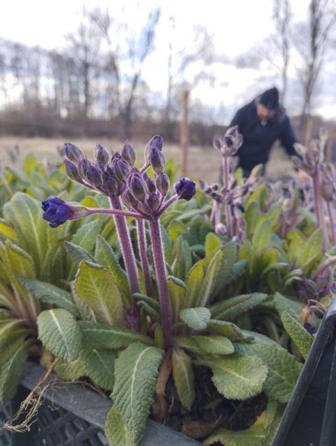 Pierwiosnek- Primula 'Strong Beer' (L)