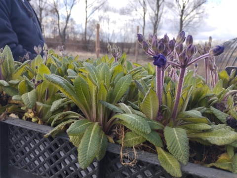 Pierwiosnek- Primula 'Strong Beer' (L)