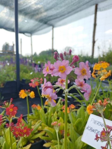 Pierwiosnek kandelabrowa- Primula bullesiana (L)