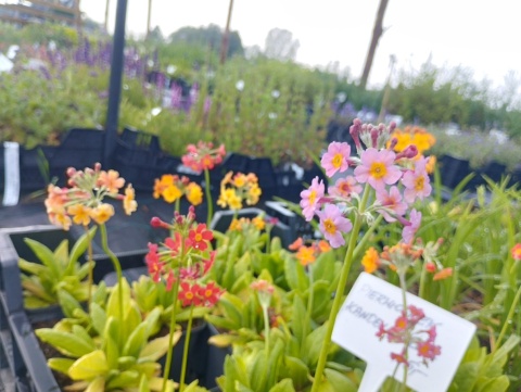 Pierwiosnek kandelabrowa- Primula bullesiana (L)