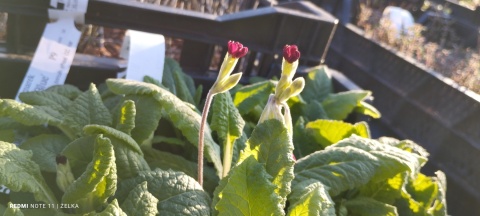 Pierwiosnek ogrodowy- Primula polyantha 'Gold Lace' (W)