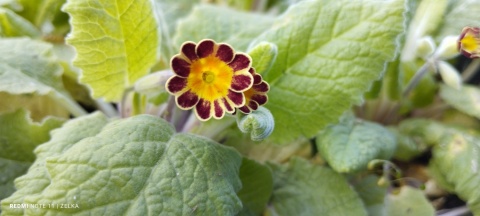 Pierwiosnek ogrodowy- Primula polyantha 'Gold Lace' (W)