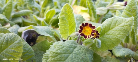 Pierwiosnek ogrodowy- Primula polyantha 'Gold Lace' (W)