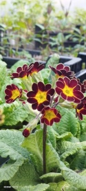 Pierwiosnek ogrodowy- Primula polyantha 'Gold Lace' (W)