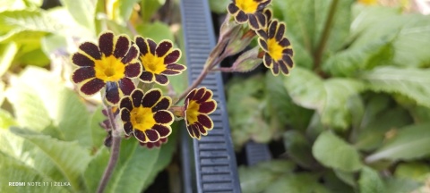 Pierwiosnek ogrodowy- Primula polyantha 'Gold Lace' (W)