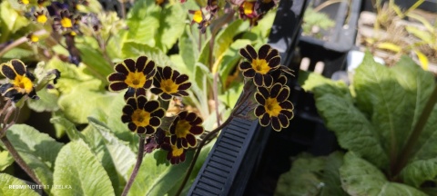 Pierwiosnek ogrodowy- Primula polyantha 'Gold Lace' (W)