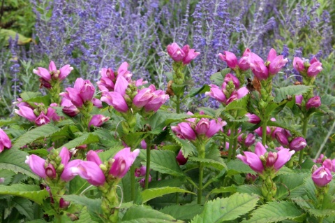 Żółwik ukośny 'Pink Turtle' (W)