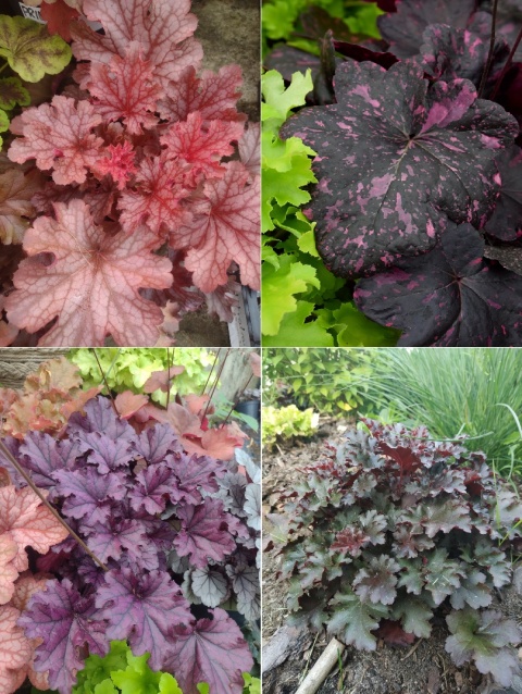 Zestaw żurawek na słońce (W)