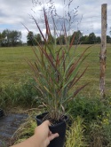 Proso rózgowate- Panicum virgatum 'Hot Rod' (L)