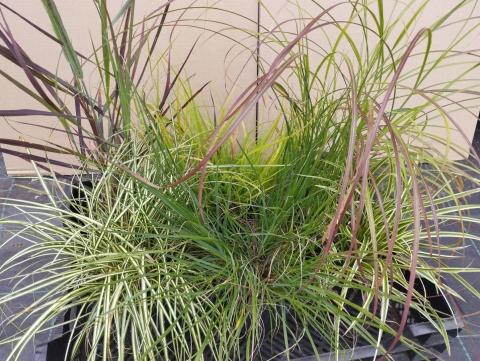 Proso rózgowate- Panicum virgatum 'Hot Rod' (L)