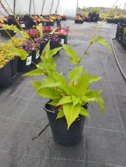 Rdest Flamingo Feathers (W)