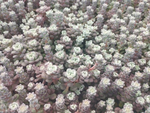 Rozchodnik łopatkowaty- Sedum spathulifolium 'Cape Blanco' (L)