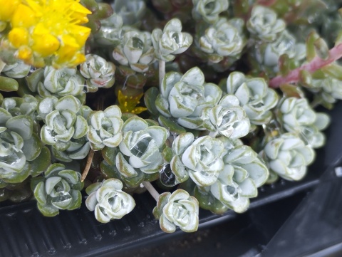 Rozchodnik łopatkowaty- Sedum spathulifolium 'Cape Blanco' (L)