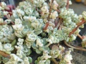 Rozchodnik łopatkowaty- Sedum spathulifolium 'Cape Blanco' (L)