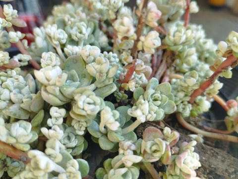 Rozchodnik łopatkowaty- Sedum spathulifolium 'Cape Blanco' (L)