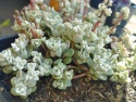 Rozchodnik łopatkowaty- Sedum spathulifolium 'Cape Blanco' (L)
