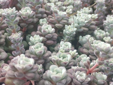 Rozchodnik łopatkowaty- Sedum spathulifolium 'Cape Blanco' (W)