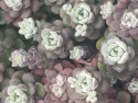 Rozchodnik łopatkowaty- Sedum spathulifolium 'Cape Blanco' (W)