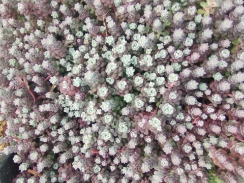 Rozchodnik łopatkowaty- Sedum spathulifolium 'Cape Blanco' (W)